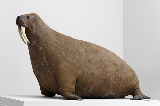 Taxidermy mount of a Walrus (Odobenus rosmarus) (image via Horniman Museum & Gardens)