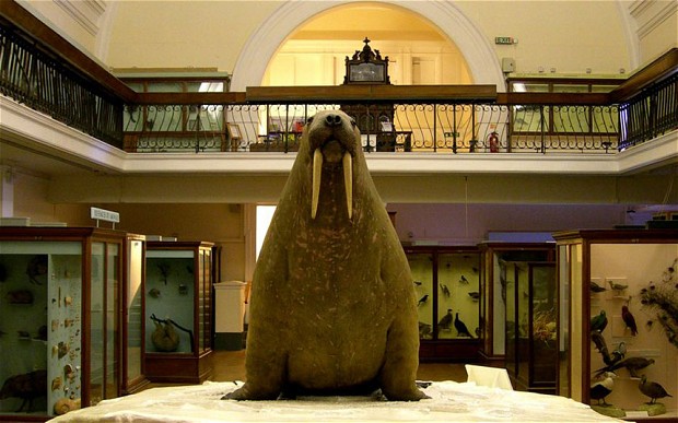 A Wrinkle in Time: the Horniman walrus and colonial legacy