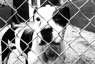 Bandit was registered as an “honorary pitbull.” His registered name was Definitely Bandit.