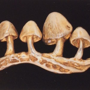 Shrooms 